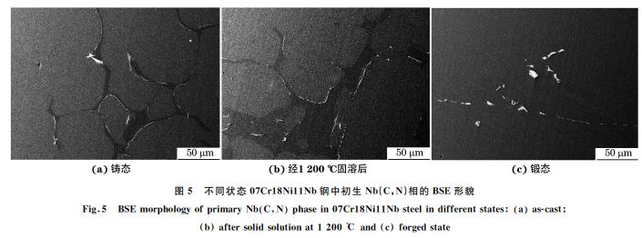 圖5 不同狀態(tài)07Cr18Ni11Nb鋼中初生 Nb(C，N)相的 BSE形貌